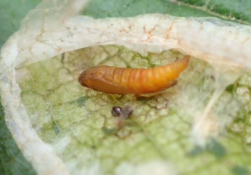 Réf. 262 279 : Phyllonorycter coryli